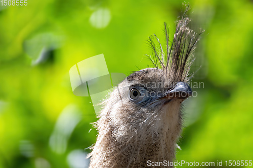 Image of Red-legged seriema, Cariama cristata