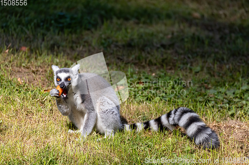 Image of Ring-tailed lemur, Lemur catta. Striped