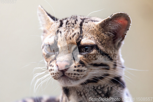 Image of Margay, Leopardus wiedii, a rare South American cat