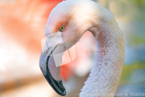 Image of Beautiful American Flamingos