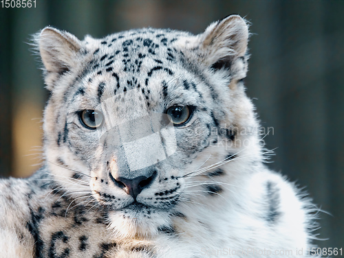 Image of snow leopard, Irbis Uncia uncia