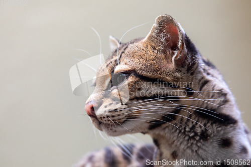 Image of Margay, Leopardus wiedii, a rare South American cat