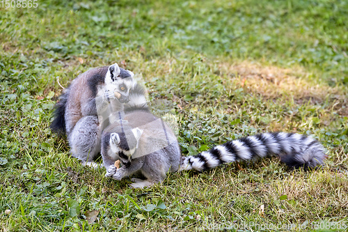 Image of Ring-tailed lemur, Lemur catta. Striped