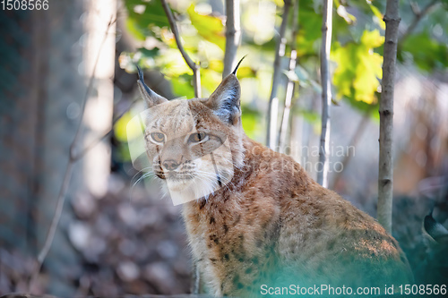 Image of Lynx Portrait during the autumn