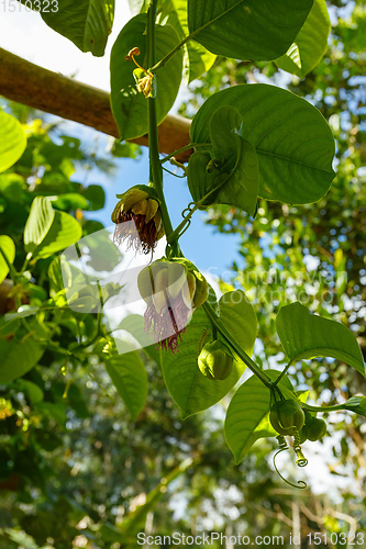 Image of giant granadilla Passiflora quadrangularis, Indonesia