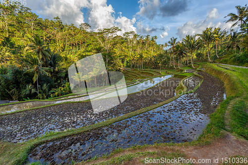 Image of Rice terrace in Gunung Kawi, Bali, Indonesia.