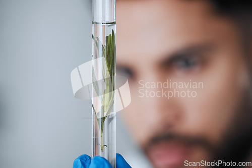 Image of Science, test tube and man with plant sample in laboratory for research, biology and medicine development. Healthcare, agriculture and male scientist with leaf for medical analysis, growth and agro