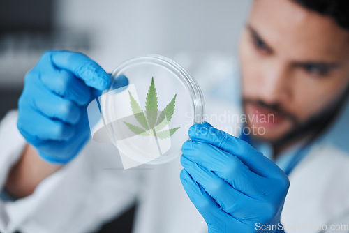 Image of Science, cannabis and man with plant in petri dish for research, biology and study medicine. Healthcare, laboratory and scientist with weed or marijuana for agriculture, medical drugs and analysis