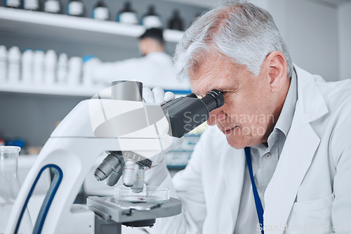 Image of Microscope, medical and research with old man in laboratory for pharmacy, science and vaccine. Chemistry, healthcare and medicine with scientist and study for solution, development and sample results