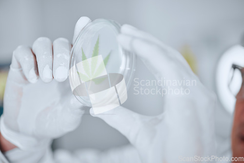 Image of Science, cannabis and hands with leaf in petri dish for research, biology and study medicine. Healthcare, agriculture and scientist with weed or marijuana for medical treatment, drugs and wellness