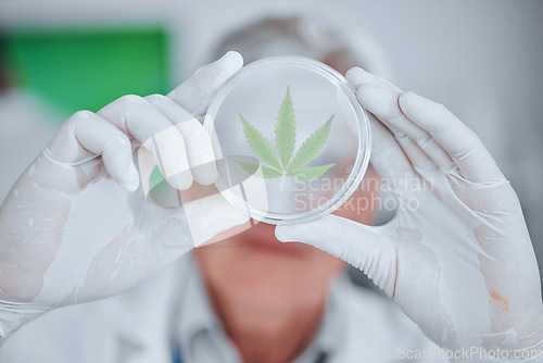 Image of Science, cannabis plant and hands with leaf in petri dish for research, biology and study medicine. Healthcare, agriculture and scientist with weed or marijuana for medical treatment, drugs and cbd