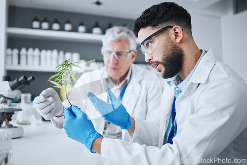 Image of Science, cannabis and men with plant in medical laboratory for research, biology and study medicine. Healthcare, cbd agriculture and scientists with weed or marijuana for analysis, test and ecology