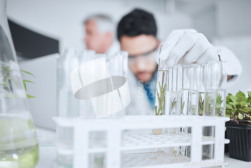 Image of Science, test tube and man with plant in laboratory for research, biology and study medicine. Healthcare, agriculture and male scientist with samples for sustainable medical development and analysis