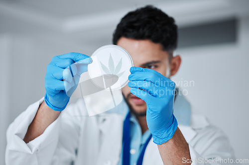 Image of Science, cannabis and man with leaf in petri dish for research, biology and study medicine. Healthcare, laboratory and scientist with weed or marijuana for medical treatment, drugs and agriculture