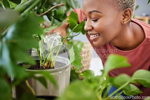 Image of Black woman, water and plants in house with growth in garden, greenhouse or gardening care in home. Green, plant and person happy with natural development, care and hydrate soil with liquid in bottle