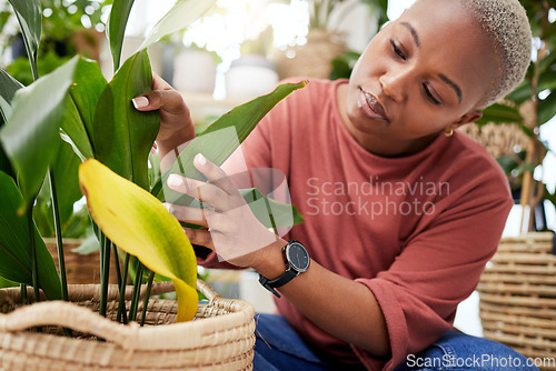 Image of Plant, retail and shopping with black woman in small business for agriculture, quality assurance and gardening. Ecology, spring and inventory with person in nursery store for environment and check