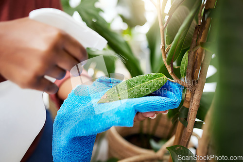 Image of Hand, plant and spray bottle with a woman cleaning leaves for disinfection while gardening in her home. Spring, sustainability and water with a female gardener in a house for hygiene or hydration