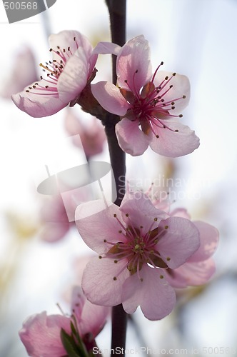 Image of Spring pink flower