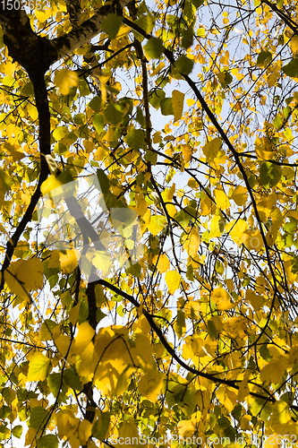 Image of autumn birch foliage