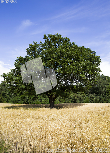 Image of lonely oak