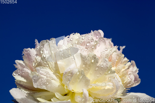 Image of white peony