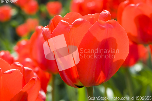 Image of red flowers Tulip