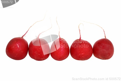 Image of Radish