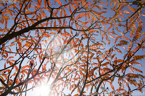 Image of beautiful tree crown