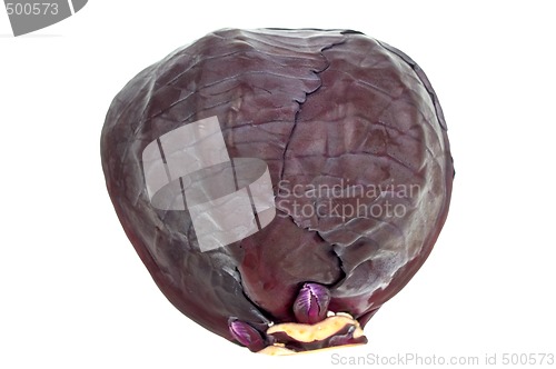 Image of Red cabbage