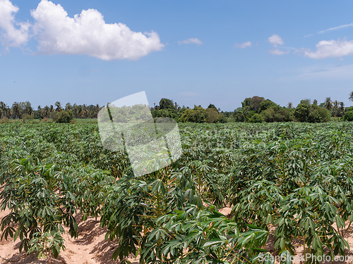 Image of Cassava field in Chonburi, Thailand