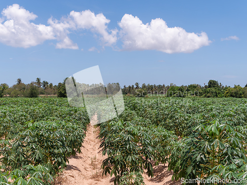 Image of Cassava field in Chonburi, Thailand