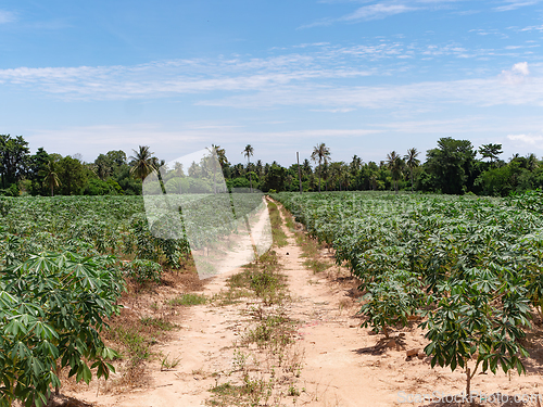Image of Cassava field in Chonburi, Thailand