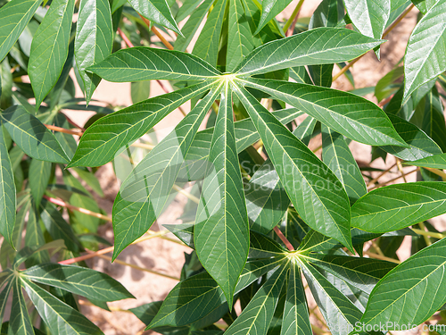 Image of Cassava plant in Chonburi, Thailand