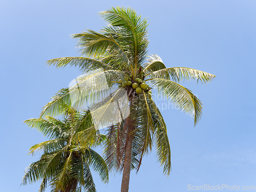 Image of Two coconut palms in Thailand