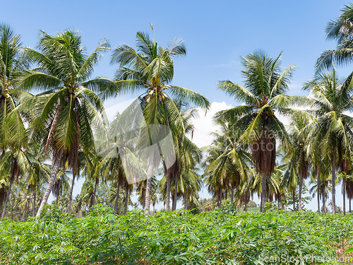 Image of Coconut plantation in Chonburi, Thailand