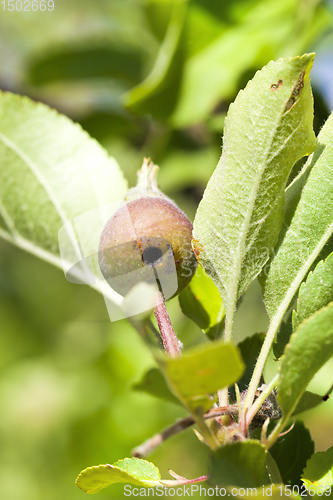 Image of worm in a pear