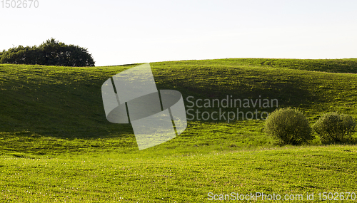 Image of natural green grass