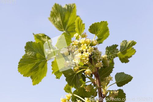 Image of currant flowers