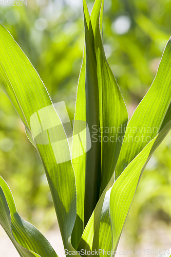 Image of natural non-GMO corn field