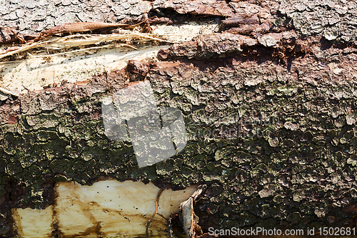 Image of tree trunks