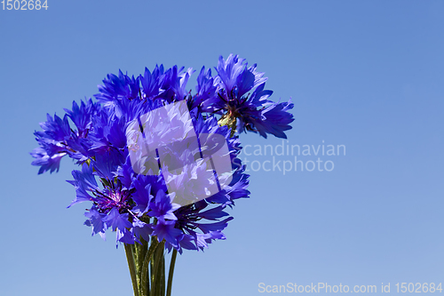 Image of photo of blue cornflowers