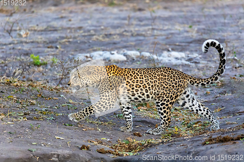 Image of african leopard Chobe Botswana, Africa wildlife