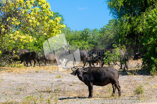 Image of Cape Buffalo at Chobe, Botswana safari wildlife