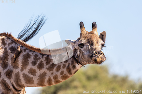 Image of South African giraffe Chobe, Botswana safari
