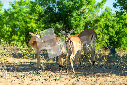 Image of herd of impala antelope in Chobe, Botswana