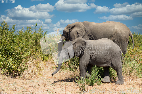 Image of African Elephant in Chobe, Botswana safari wildlife