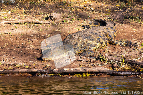 Image of Nile Crocodile in Chobe river, Botswana