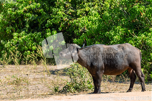 Image of Cape Buffalo at Chobe, Botswana safari wildlife