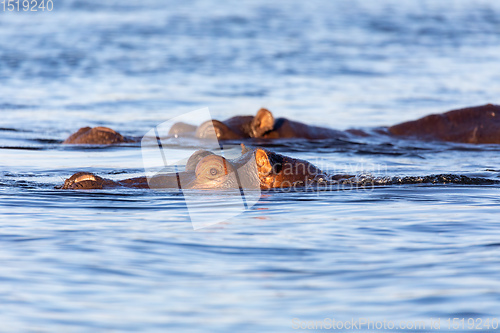 Image of Hippo Hippopotamus Hippopotamus, Botswana Africa