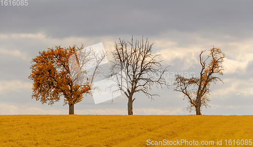 Image of rural autumn trees